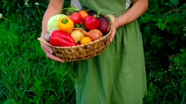 Mujer sosteniendo verduras en sus manos cosecha. Enfoque selectivo. — Vídeos de Stock