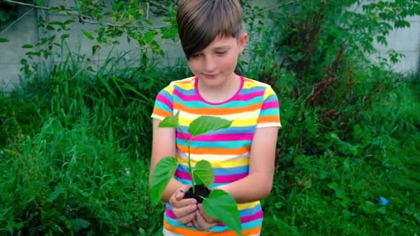 Kinderen planten in de zomer een boom. Selectieve focus. — Stockvideo