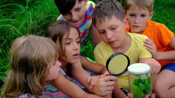 Τα παιδιά βλέπουν τα έντομα μέσα από ένα μεγεθυντικό φακό σε ένα βάζο. Επιλεκτική εστίαση. — Αρχείο Βίντεο