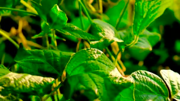 La soja crece en el campo. Enfoque selectivo. — Vídeos de Stock