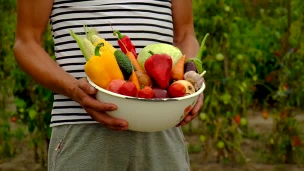 Maschio contadino con un raccolto di verdure. Focus selettivo. — Video Stock