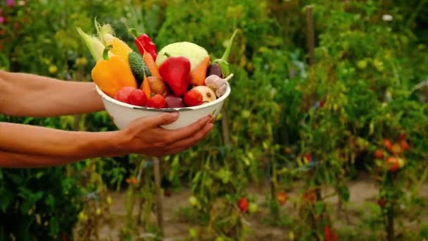 野菜の収穫を持つ男性農家。選択的焦点. — ストック動画