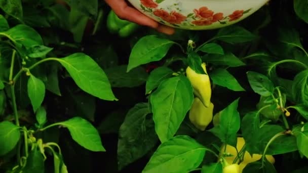 Hombre agricultor con una cosecha de verduras. Enfoque selectivo. — Vídeo de stock