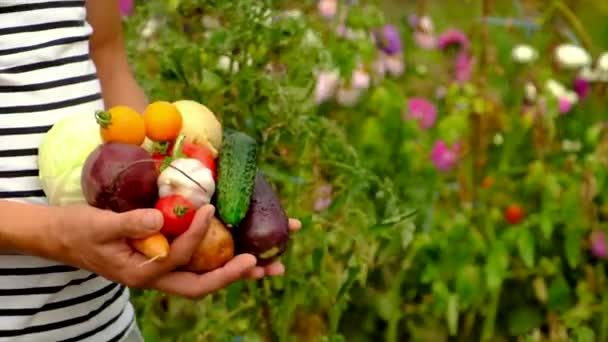 Hombre agricultor con una cosecha de verduras. Enfoque selectivo. — Vídeo de stock