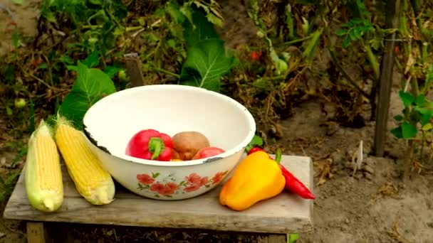 Homem agricultor com uma colheita de legumes. Foco seletivo. — Vídeo de Stock