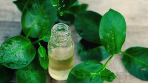 Olejek z drzewa herbacianego w małej butelce. Skupienie selektywne. — Wideo stockowe