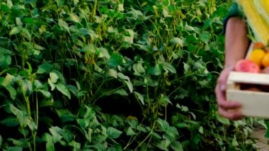 Sebze hasadı olan çiftçi adam. Seçici odak.