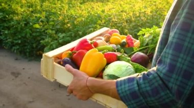 Sebze hasadı olan çiftçi adam. Seçici odak.