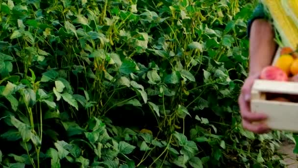 Muž farmář se sklizní zeleniny. Selektivní zaměření. — Stock video