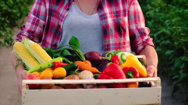 Kobieta farmerka ze zbiorami warzyw. Skupienie selektywne. — Wideo stockowe