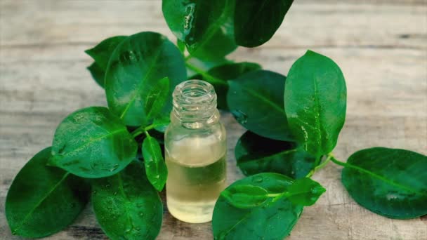 Aceite esencial de árbol de té en una botella pequeña. Enfoque selectivo . — Vídeos de Stock