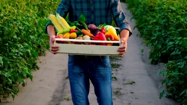 Hombre agricultor con una cosecha de verduras. Enfoque selectivo. — Vídeos de Stock