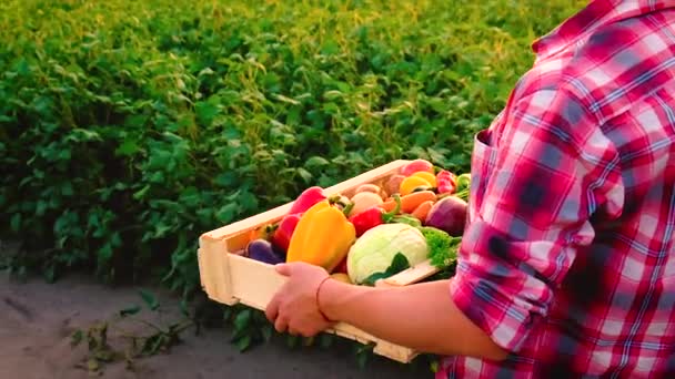 Vrouwelijke boer met een oogst van groenten. Selectieve focus. — Stockvideo