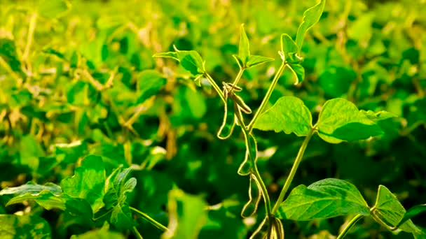 Soybeans grow in the field. Selective focus. — Stock Video