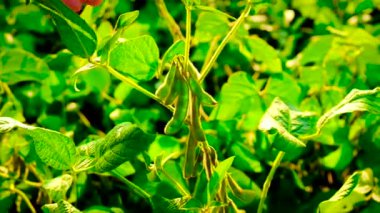 Soya fasulyesi tarlada yetişir. Seçici odak.