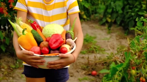 Enfant tenant une récolte de légumes. Concentration sélective. — Video