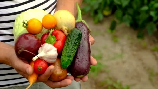 Rolnik ze zbiorami warzyw. Skupienie selektywne. — Wideo stockowe
