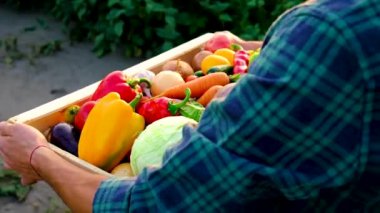 Sebze hasadı olan çiftçi adam. Seçici odak.