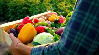 Sebze hasadı olan çiftçi adam. Seçici odak.