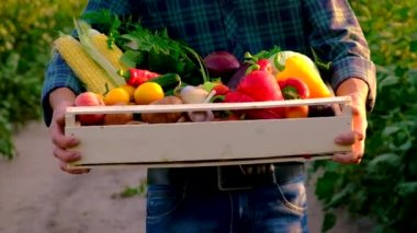 Sebze hasadı olan çiftçi adam. Seçici odak.