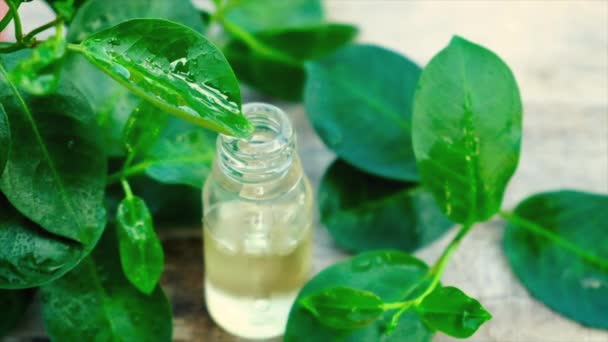 Aceite esencial de árbol de té en una botella pequeña. Enfoque selectivo . — Vídeo de stock