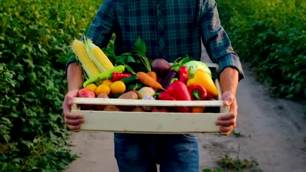 Uomo contadino con un raccolto di verdure. Focus selettivo. — Video Stock