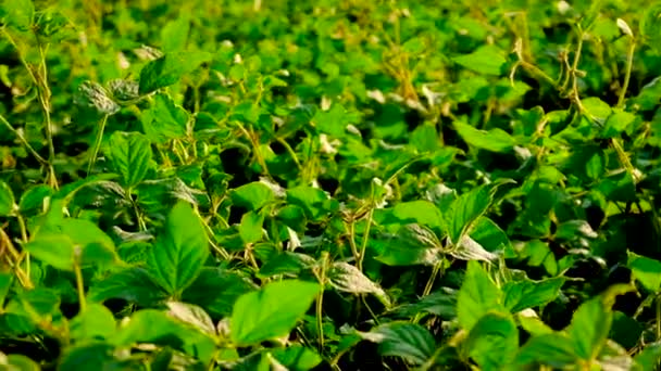 Soybeans grow in the field. Selective focus. — Stock Video