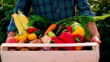 Sebze hasadı olan çiftçi adam. Seçici odak.