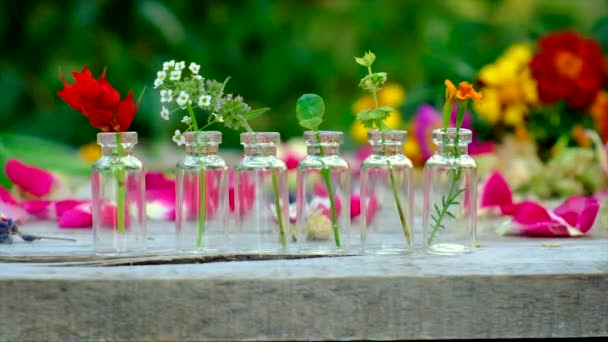In Flaschen abgefüllte Kräuter- und Blumentinkturen. Selektiver Fokus. — Stockvideo