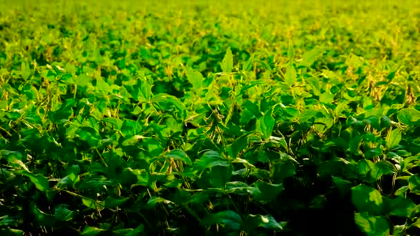 大豆生长在田野里.有选择的重点. — 图库视频影像
