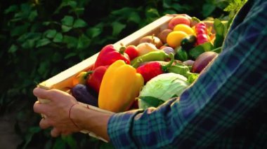 Sebze hasadı olan çiftçi adam. Seçici odak.