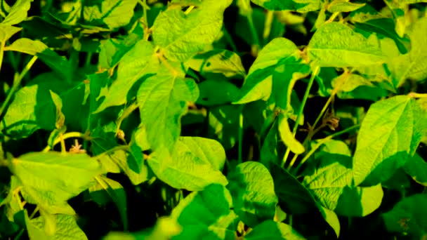 Boabele de soia cresc pe câmp. Focalizare selectivă . — Videoclip de stoc