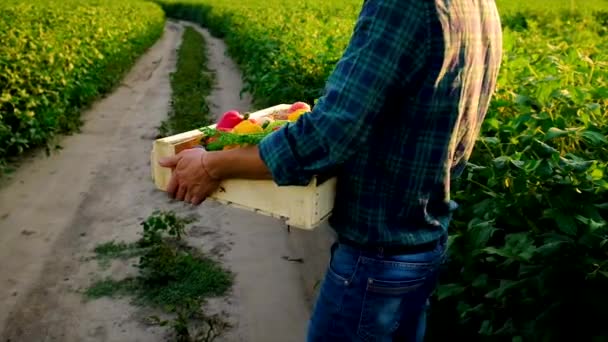 野菜の収穫と男の農家。選択的焦点. — ストック動画