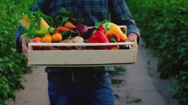 Sebze hasadı olan çiftçi adam. Seçici odak.