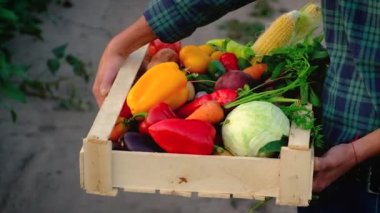 Sebze hasadı olan çiftçi adam. Seçici odak.