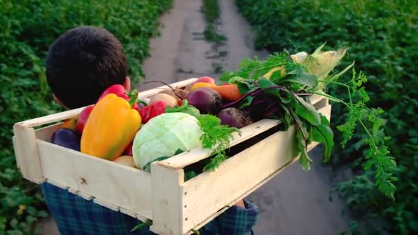 Человек-фермер с урожаем овощей. Селективный фокус. — стоковое видео