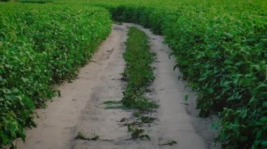 Sebze hasadı olan çiftçi adam. Seçici odak.