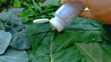 Various herbal supplement capsules. Selective focus. nature.