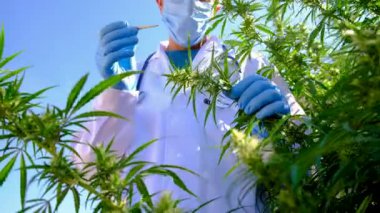 Tıbbi kenevir araştırması yapan bir doktor. Seçici odaklanma. Doğa.