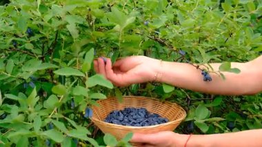 Hanımeli bahçede yetişiyor. Seçici odaklanma. Doğa.