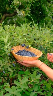 Hanımeli bahçede yetişiyor. Seçici odaklanma. Doğa.