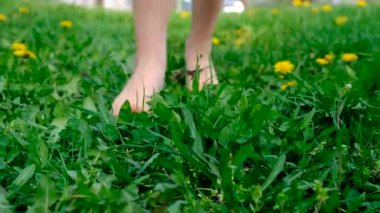 A child with dandelions in the garden. Selective focus. kid.