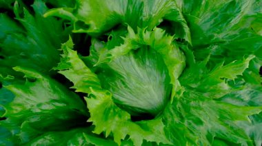 Bahçede büyüyen buzdağı marulu. Seçici odaklanma. Doğa.