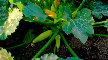 bahçede büyüyen kabak. Seçmeli odak. Doğa.