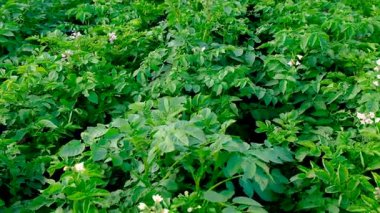 Bahçede patatesler yetişiyor. Seçici odaklanma. Doğa.