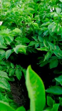 Bahçede patatesler yetişiyor. Seçici odaklanma. Doğa.