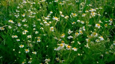 Bahçede papatyalar çiçek açar. Seçici odaklanma. Doğa.