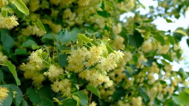 Bahçede ıhlamur ağaçları çiçek açar. Seçici odaklanma. Doğa.