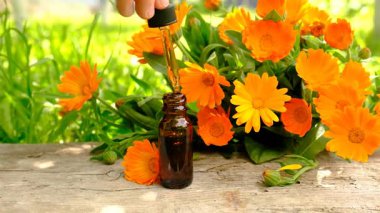 Tıbbi bitki takvimi homeopati. Seçici odaklanma. Doğa.