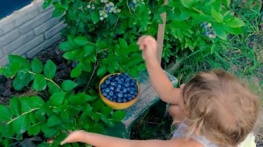 Çocuk ellerinde yabanmersini hasadı. Seçici odaklanma. Doğa.